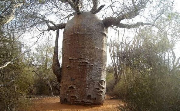 tronco de árbol grueso como imitación de un aumento en el grosor del pene